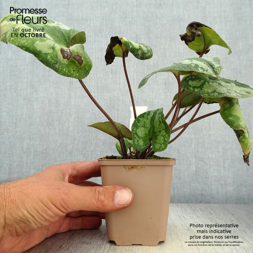 Asarum splendens 8/9 cm pot sample as delivered in autumn