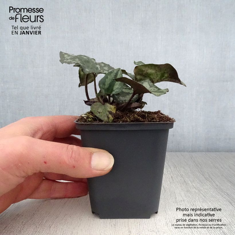 Asarum splendens 8/9 cm pot sample as delivered in winter