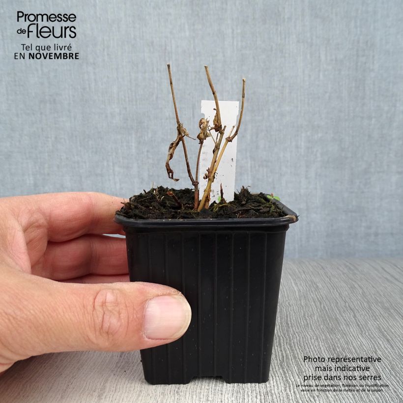 Asclepias incarnata - Milkweed 8/9 cm pot sample as delivered in autumn