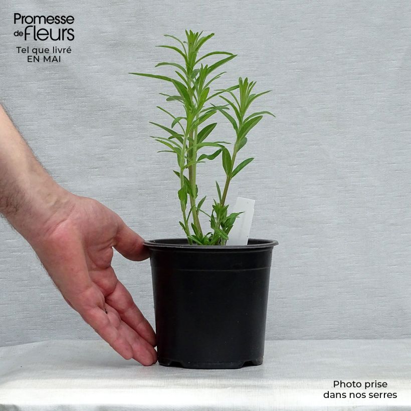 Asclepias tuberosa - Milkweed 7/8 cm pot sample as delivered in spring