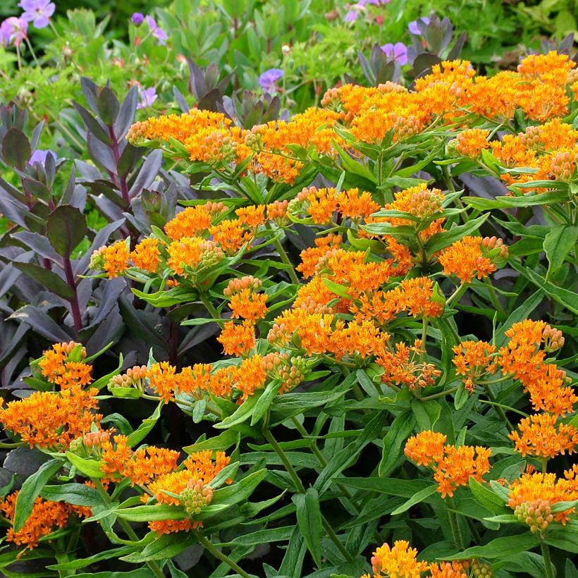 Asclepias tuberosa - Milkweed (Plant habit)