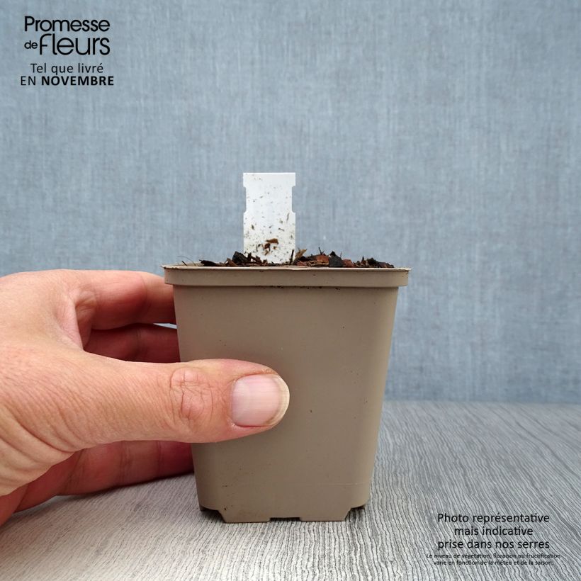 Asclepias tuberosa - Milkweed 7/8 cm pot sample as delivered in autumn
