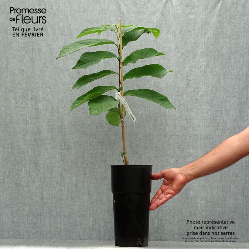 Asimina Prima 1216 - Pawpaw 4L/5L pot sample as delivered in autumn