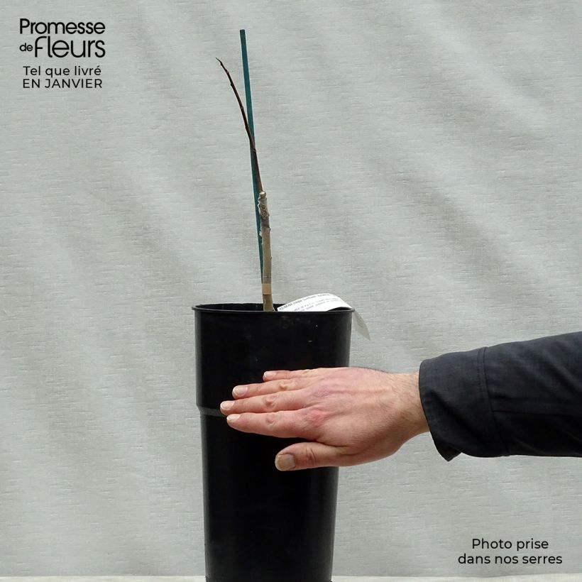 Asimina Sunflower - Pawpaw 4L/5L pot sample as delivered in winter