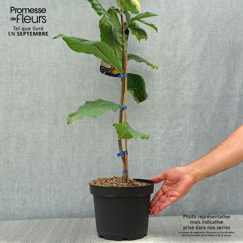 Asimina triloba Susquehanna Peterson Pawpaws - Pawpaw 3L/4L pot sample as delivered in autumn