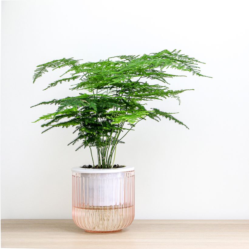 Asparagus plumosus - Fern asparagusumosa (Plant habit)