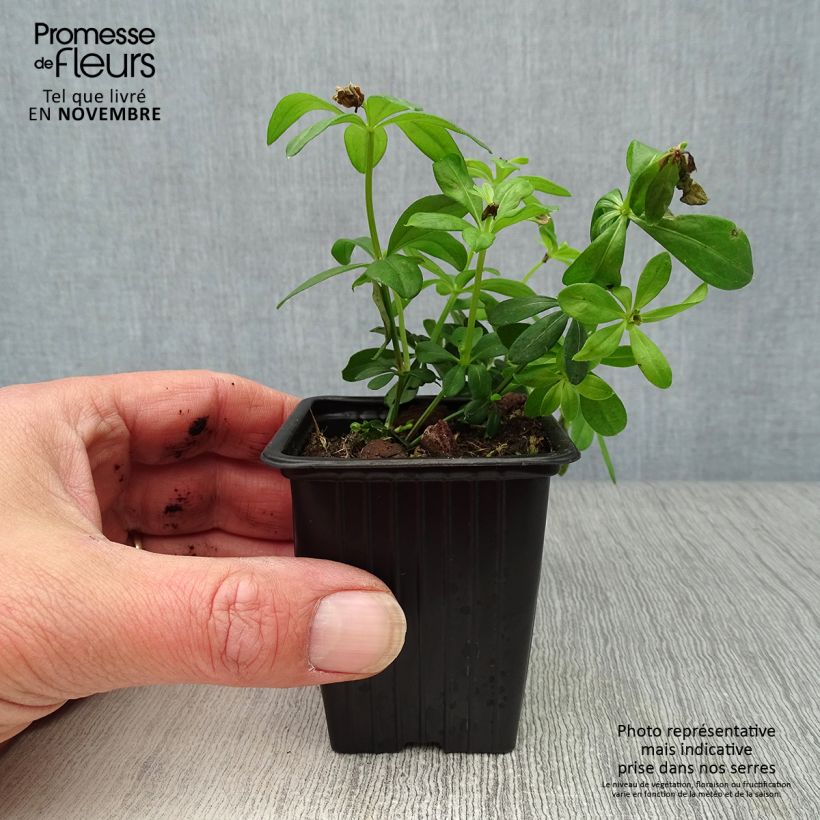 Galium odoratum 7/8 cm pot sample as delivered in autumn