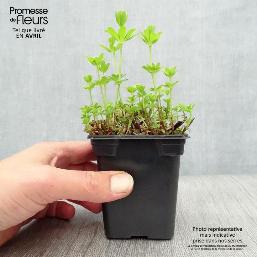 Galium odoratum 7/8 cm pot sample as delivered in spring