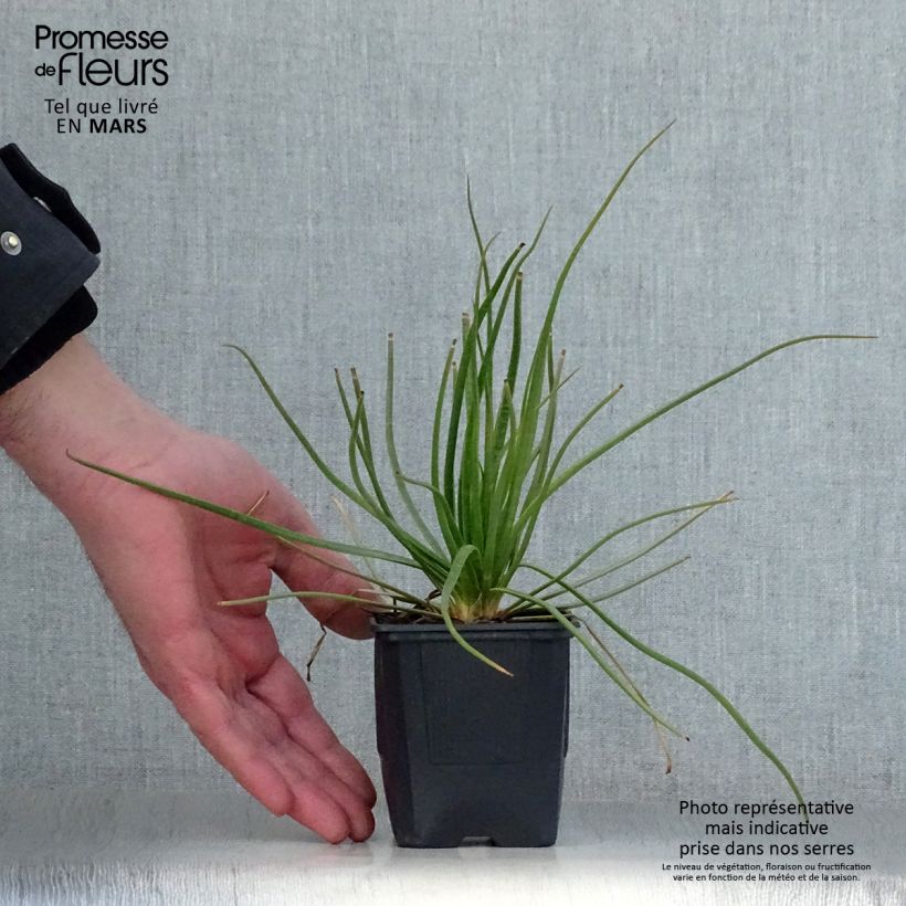 Asphodelus albus 8/9 cm pot sample as delivered in spring