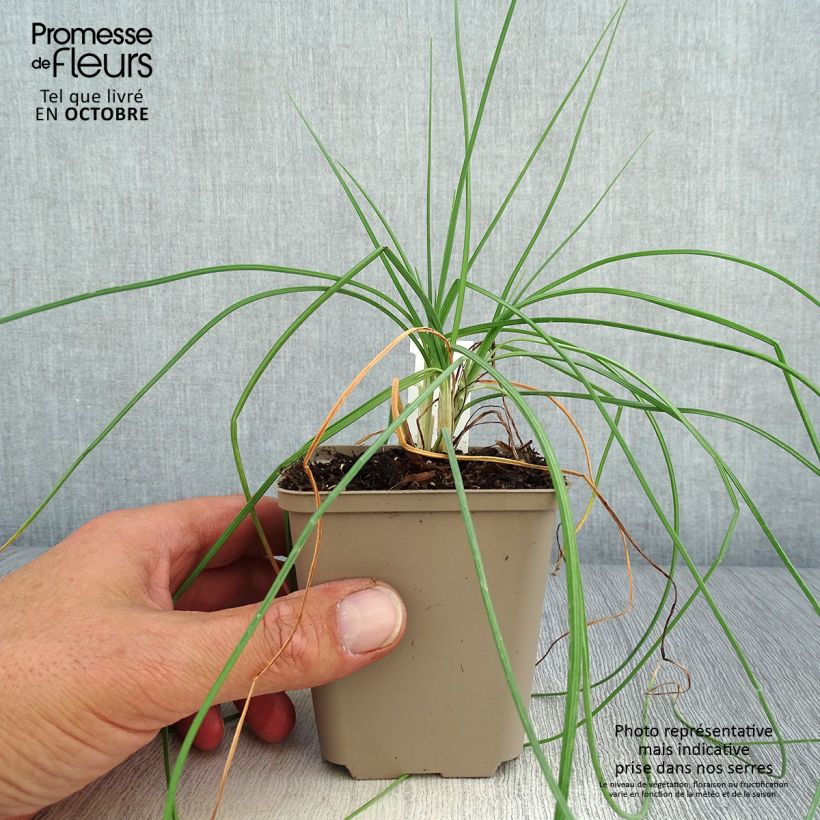 Asphodeline liburnica - Jacob's Rod 8/9 cm pot sample as delivered in autumn