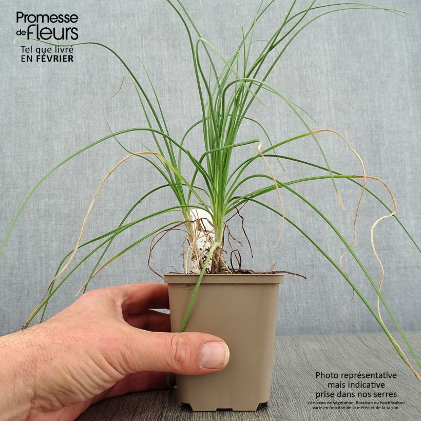 Asphodeline liburnica - Jacob's Rod 8/9 cm pot sample as delivered in winter