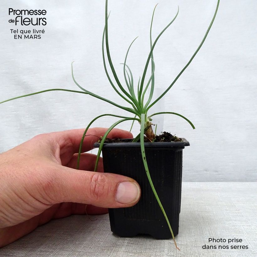 Asphodeline lutea - Jacob's Rod 7/8 cm pot sample as delivered in spring