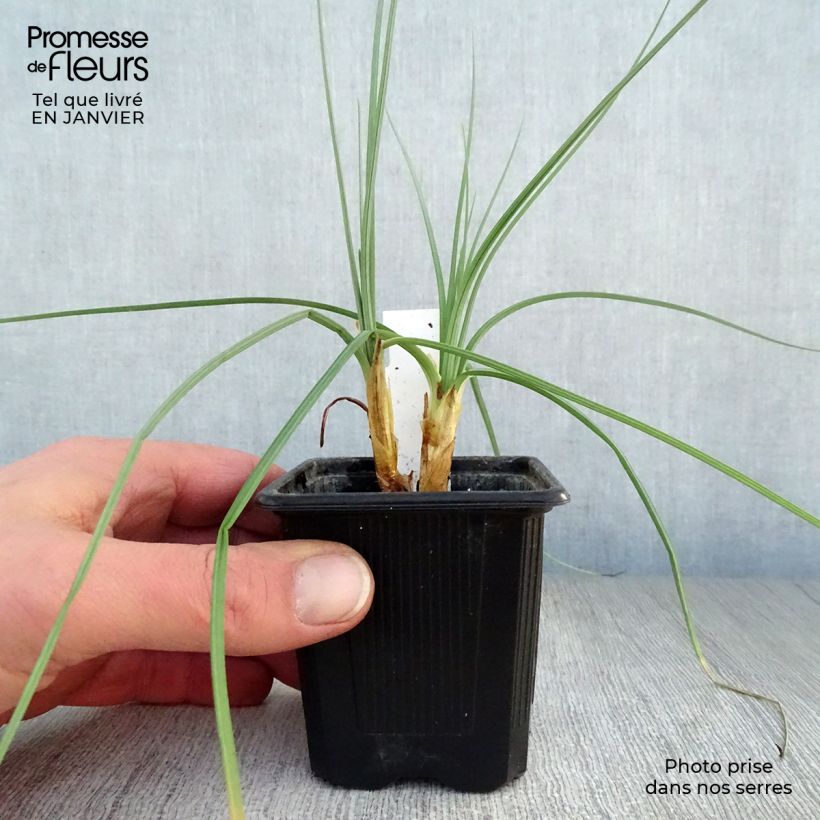 Asphodeline lutea - Jacob's Rod 7/8 cm pot sample as delivered in winter