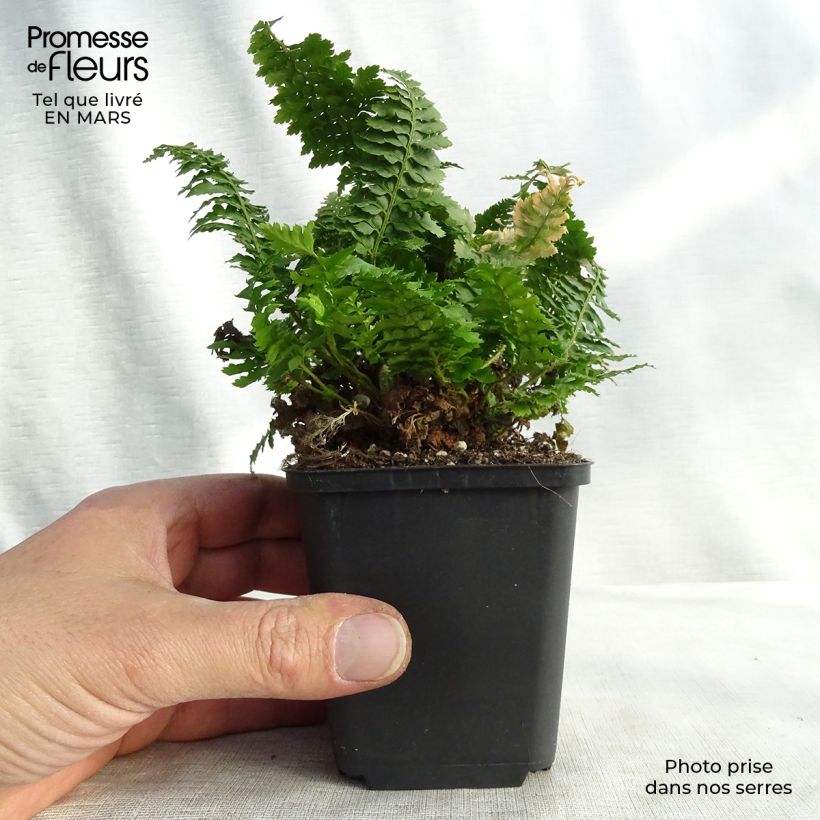 Polystichum setiferum Congestum - Soft Shield Fern 8/9 cm pot sample as delivered in spring