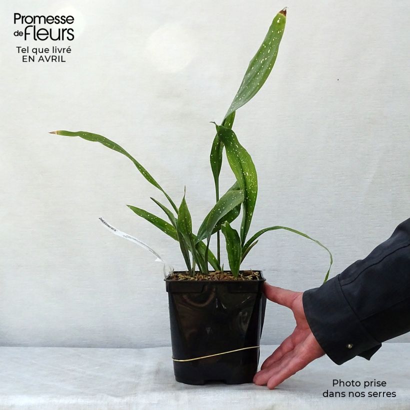 Aspidistra Milky Way - Cast-Iron Plant 2L/3L pot sample as delivered in spring