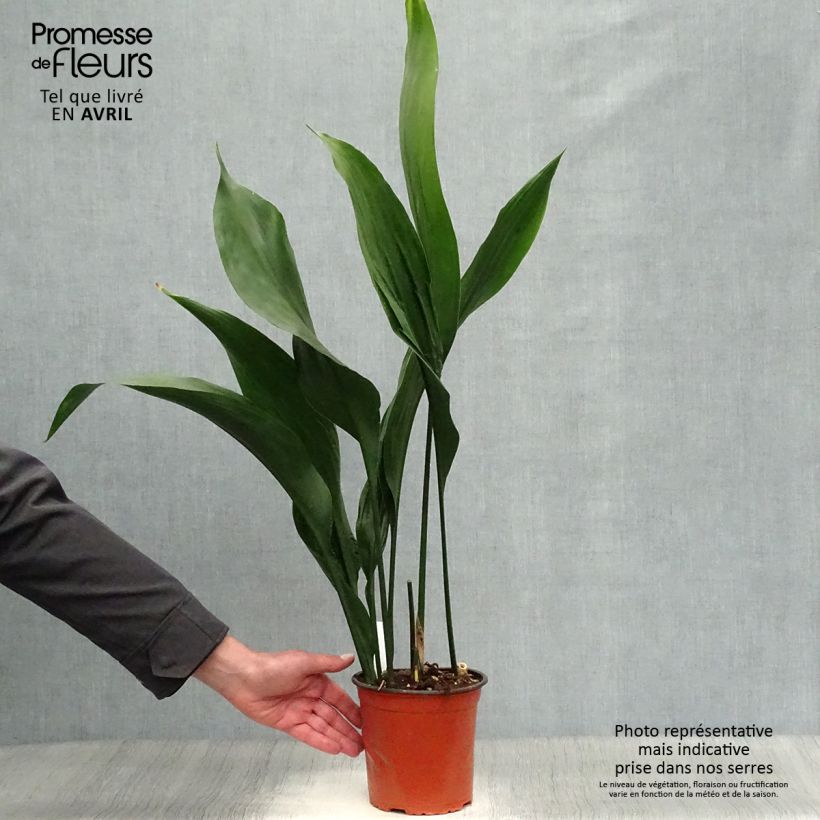 Aspidistra elatior - Cast-Iron Plant 2L/3L pot sample as delivered in winter
