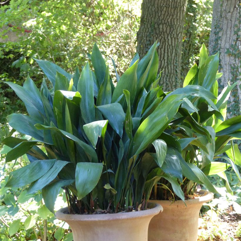 Aspidistra elatior - Cast-Iron Plant (Plant habit)