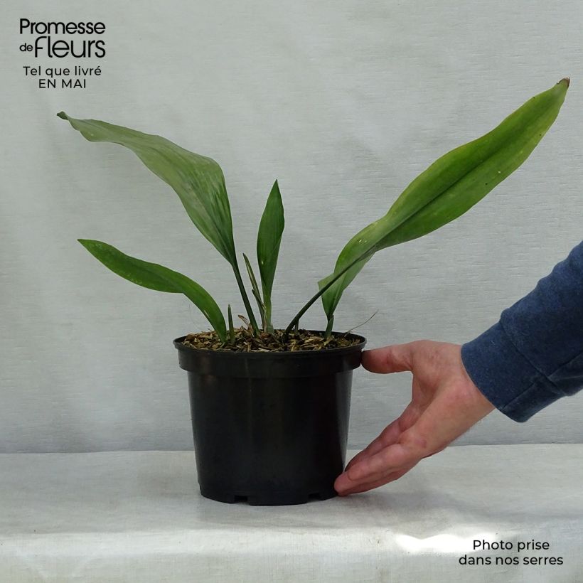 Aspidistra elatior - Cast-Iron Plant 2L/3L pot sample as delivered in spring