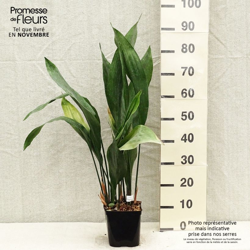 Aspidistra elatior Zebra - Cast-Iron Plant 2L/3L pot sample as delivered in autumn