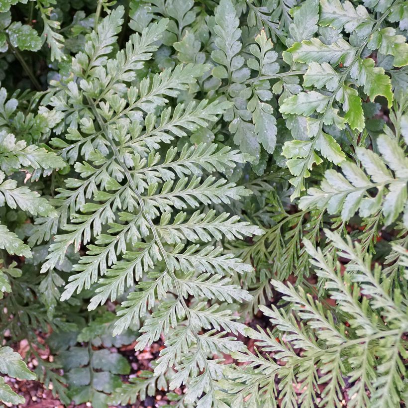 Asplenium Parvati - Mother fern (Foliage)