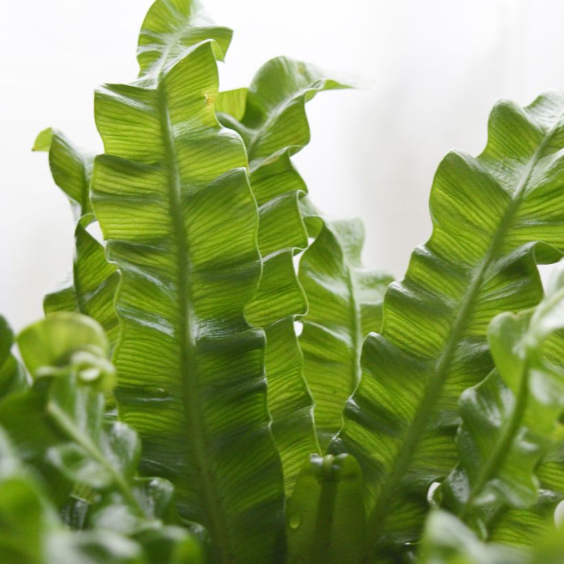 Asplenium nidus 'Crispy Wave' - Bird's nest fern, hart's tongue (Foliage)