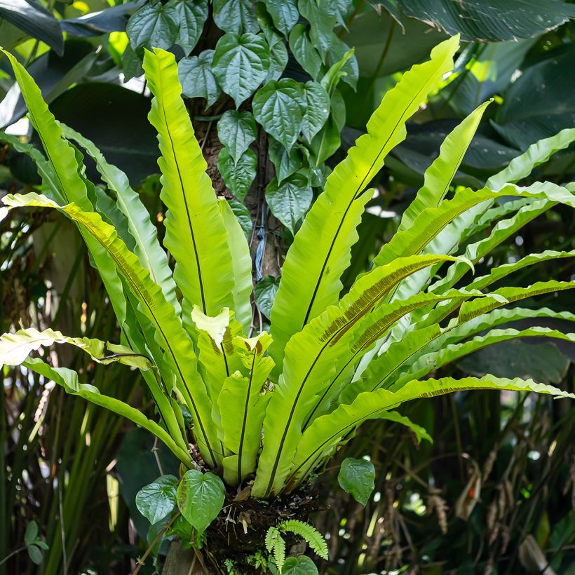 Asplenium nidus - Bird's nest fern (Plant habit)