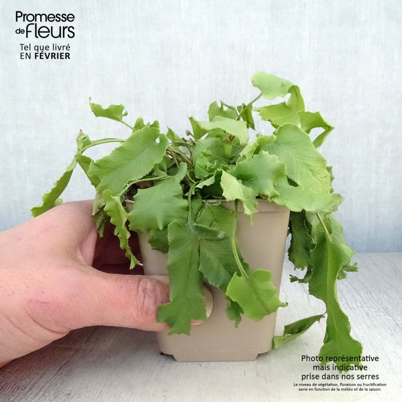 Asplenium scolopendrium Cristatum Group - Hart's Tongue Fern 8/9 cm pot sample as delivered in winter