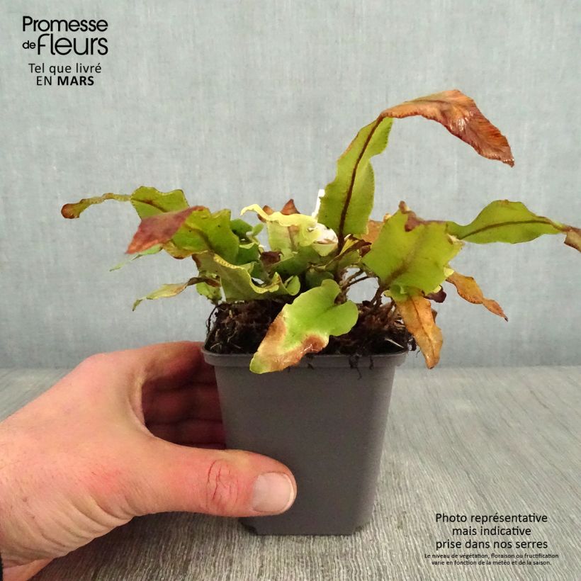 Asplenium scolopendrium Undulatum Angustatum - Hart's Tongue Fern 8/9 cm pot sample as delivered in winter