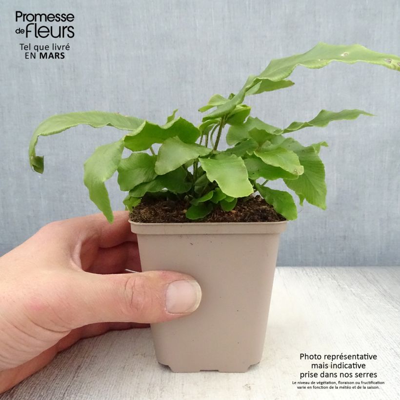 Asplenium scolopendrium Undulatum Angustatum - Hart's Tongue Fern 8/9 cm pot sample as delivered in spring