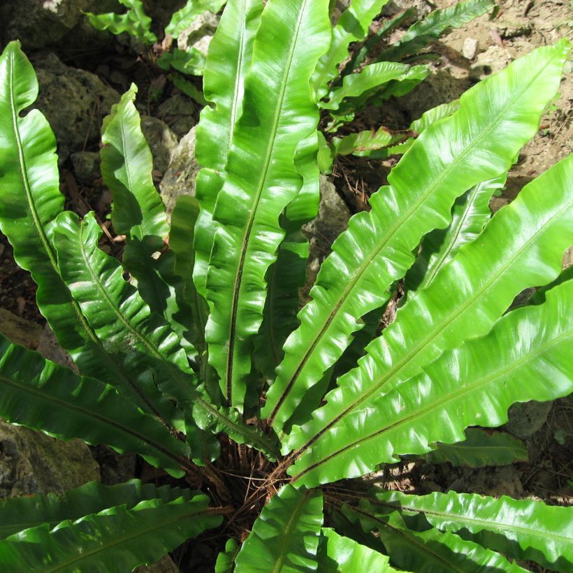 Asplenium scolopendrium Undulatum Group - Hart's Tongue Fern (Foliage)