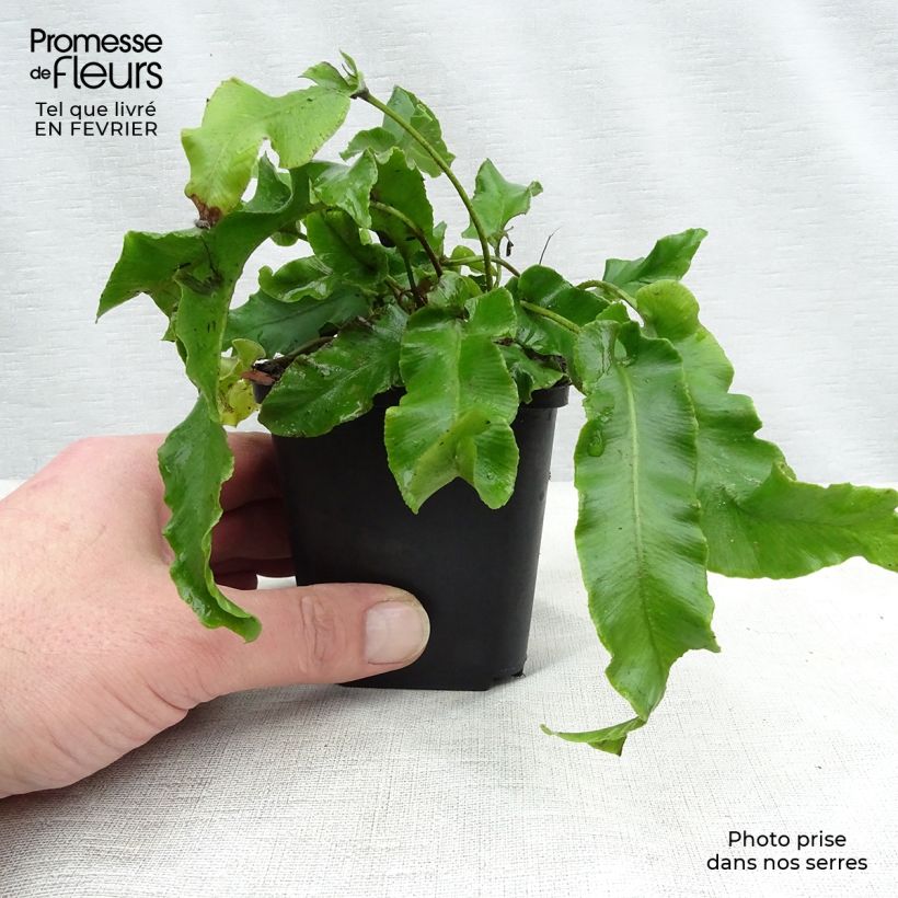Asplenium scolopendrium Undulatum Group - Hart's Tongue Fern 8/9 cm pot sample as delivered in winter