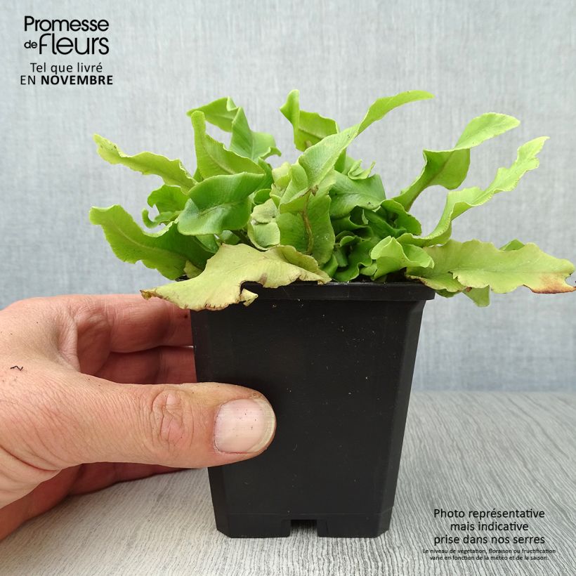Asplenium scolopendrium Undulatum Group - Hart's Tongue Fern 8/9 cm pot sample as delivered in autumn