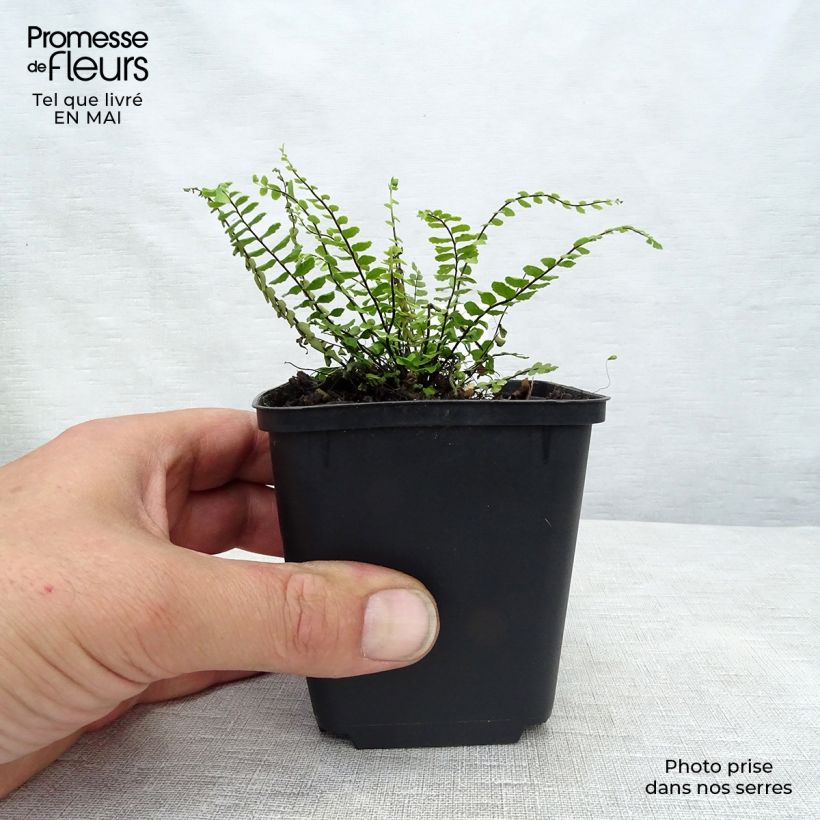 Asplenium trichomanes 8/9 cm pot sample as delivered in spring