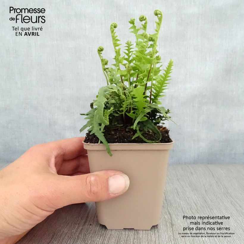 Asplenium x ebenoides 8/9 cm pot sample as delivered in spring