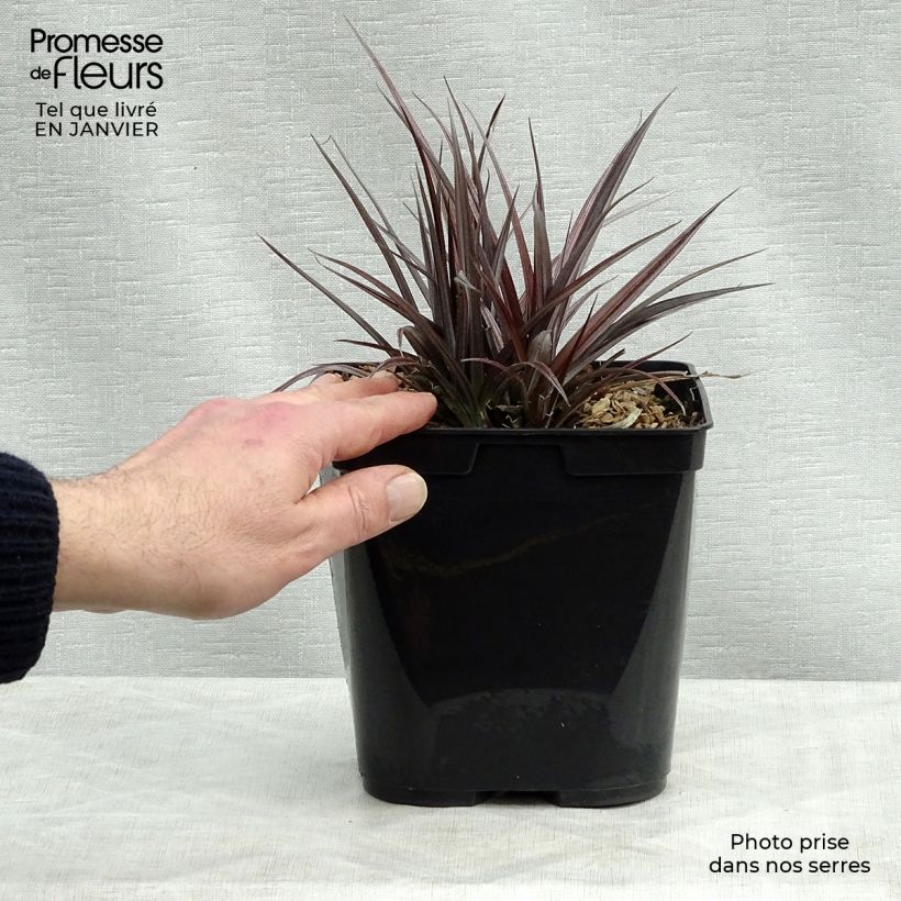 Astelia Red Shadow 2L/3L pot sample as delivered in winter