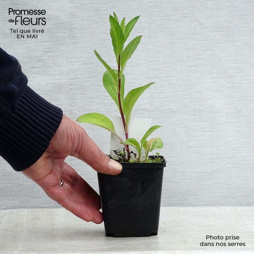 Aster JS Barts Blue Beauty 8/9 cm pot sample as delivered in spring