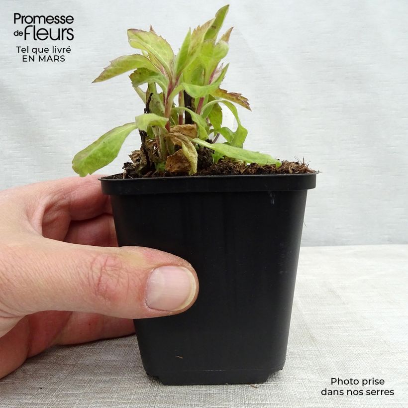 Aster ageratoides Eleven Purple 8/9 cm pot sample as delivered in spring