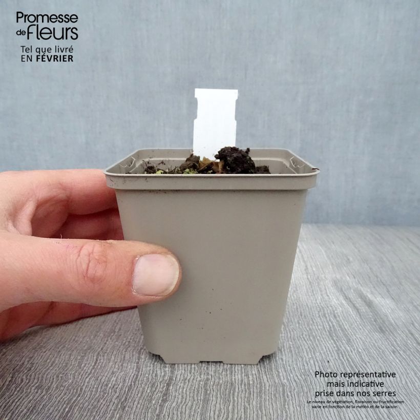 Aster ageratoides Eleven Purple 8/9 cm pot sample as delivered in winter