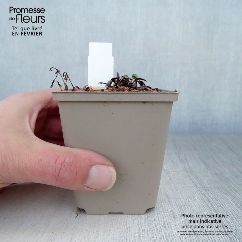 Aster hybrida Vasterival 8/9 cm pot sample as delivered in winter