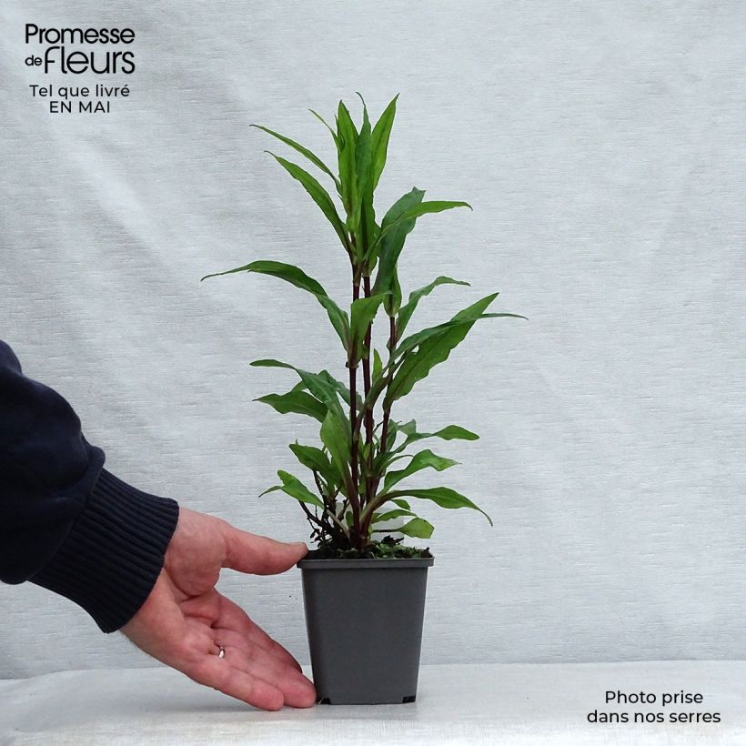 Aster novi-belgii Fellowship 8/9 cm pot sample as delivered in spring