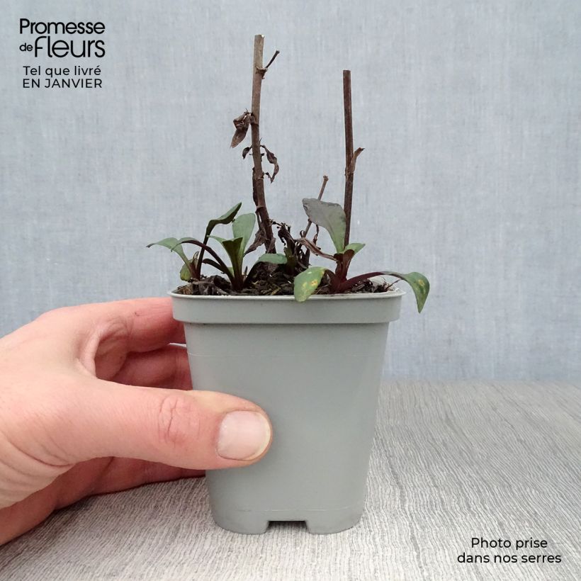 Aster novi-belgii Fellowship 8/9 cm pot sample as delivered in winter