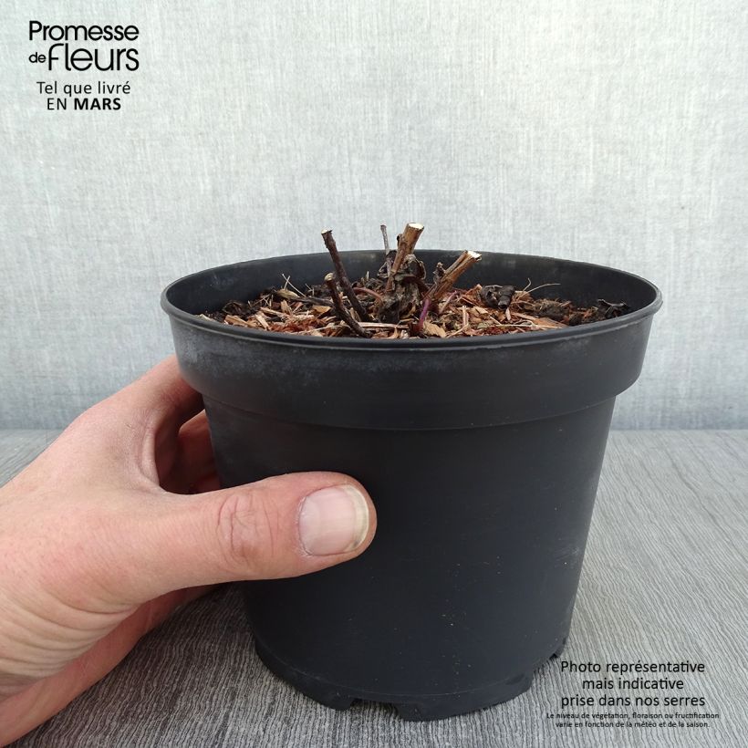 Aster novi-belgii Fellowship 2L/3L pot sample as delivered in winter