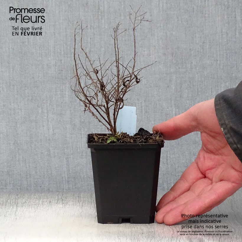 Aster sedifolius - Thick-stemmed Aster 8/9 cm pot sample as delivered in winter