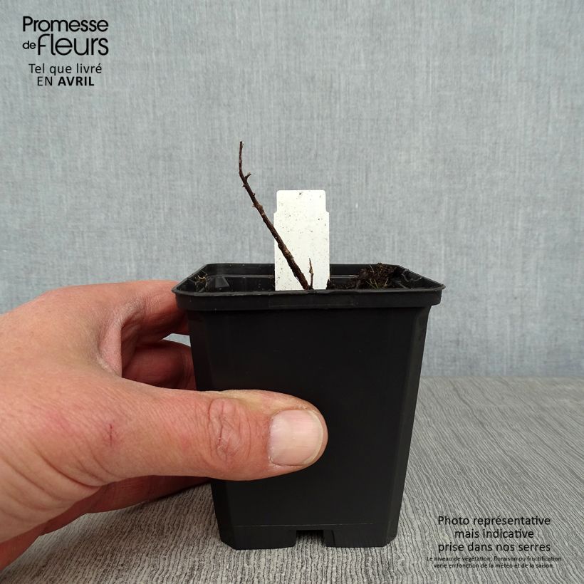 Aster sedifolius - Thick-stemmed Aster 8/9 cm pot sample as delivered in spring