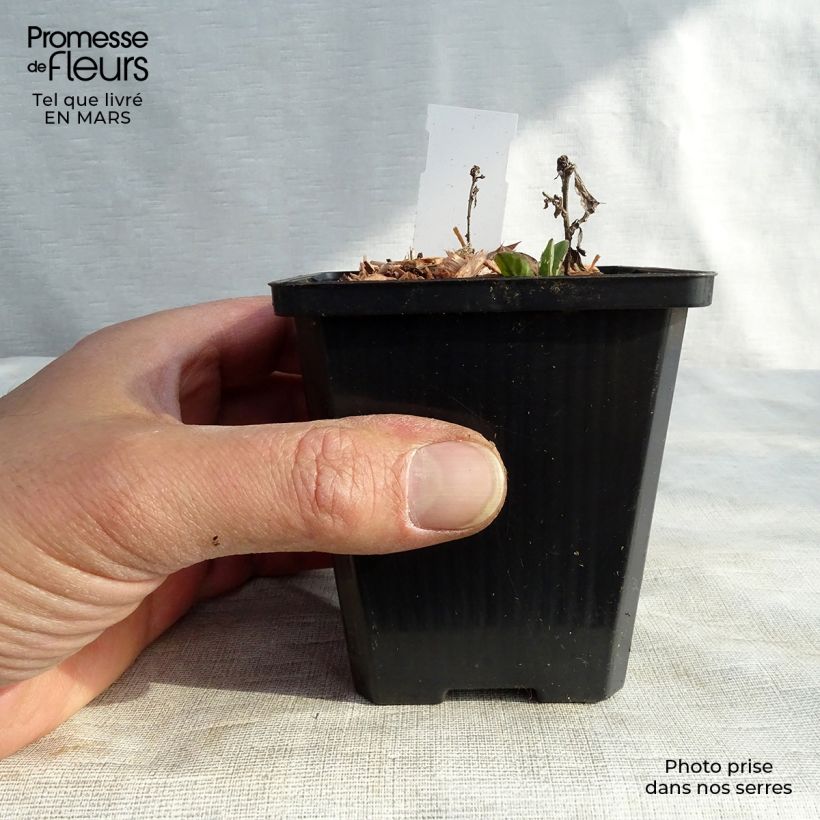 Aster ageratoides Adustus Nanus 8/9 cm pot sample as delivered in winter