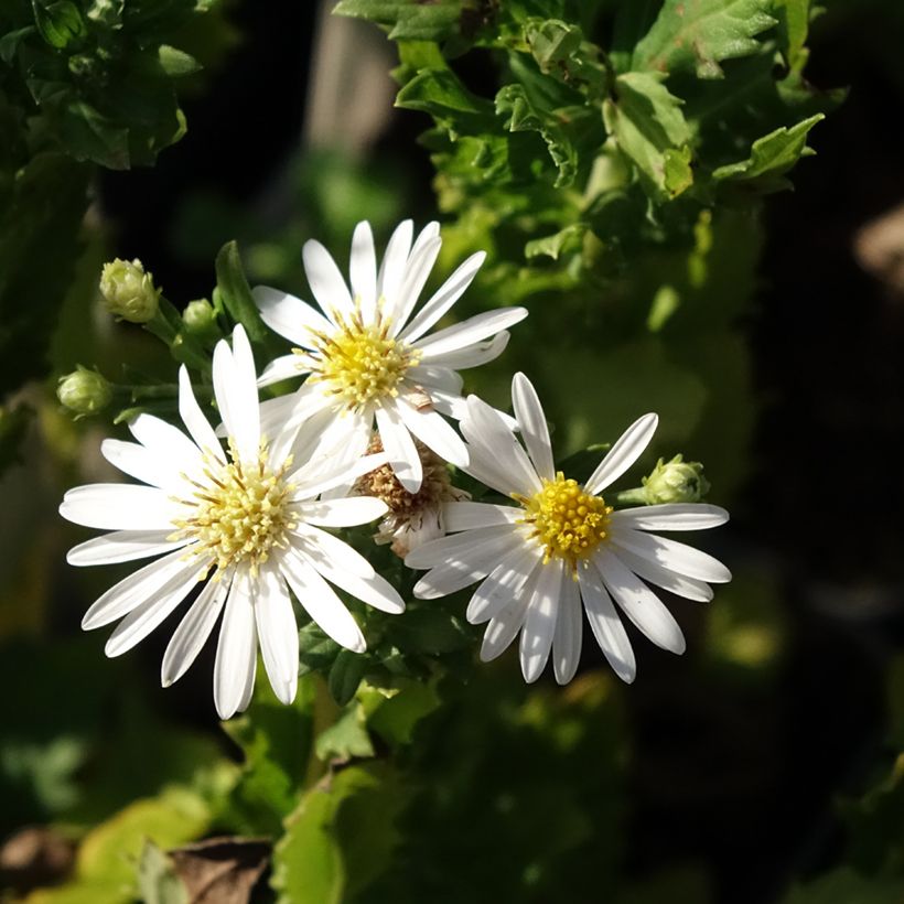 Aster ageratoides Ashvi (Flowering)
