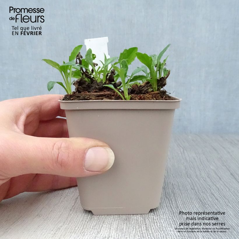 Aster ageratoides Asmo 8/9 cm pot sample as delivered in winter