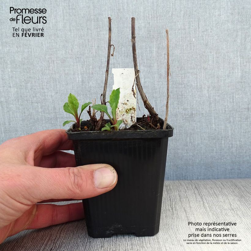 Example of Aster ageratoides Asran 8/9 cm pot as you get in hiver