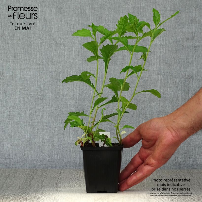 Aster ageratoides Asran 8/9 cm pot sample as delivered in spring