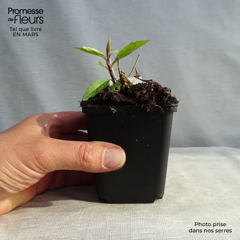 Aster ageratoides Ezo Murasaki 8/9 cm pot sample as delivered in winter